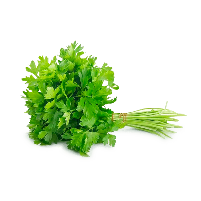 imagen de un manojo de cilantro sobre fondo blanco